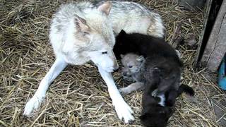 New Wolf Babies 1 [upl. by Wyatt633]