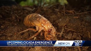 Georgia Cicadas set to emerge in May Heres what you can expect [upl. by Lemaj]