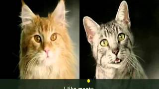 Meow Mix Song  Ten Minute Loop [upl. by Annnora]