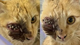 Immense Cuterebra Removed From Kittens Eye Part 17 [upl. by Lleunamme]