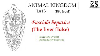 Phylum Platyhelminthes  Fasciola  The Liver Fluke  Part 2  Zoology  BScPGTAPCS [upl. by Blen]