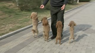 So cute Welltrained Dogs Get Popular Online [upl. by Otrebogad]