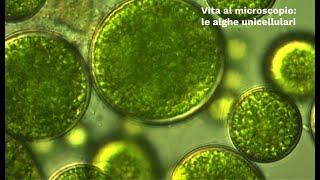 LE SUPERSINTESI DI SCIENZE Vita al microscopio  le alghe unicellulari classe prima [upl. by Verneuil385]