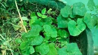 395  घर में बनी तैयार Organic खाद Nutrients rich soil for healthy plants Hindi Urdu 11517 [upl. by Adel]