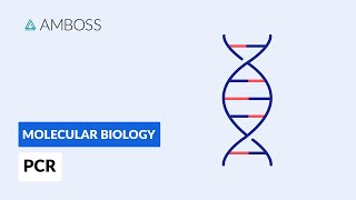 Polymerase Chain Reaction PCR DNA Amplification [upl. by Dinan]