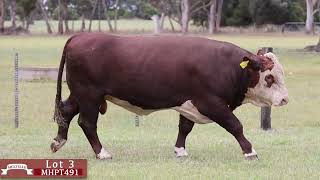 Lot 3 MHPT491 Melville Herefords 2024 [upl. by Meave]