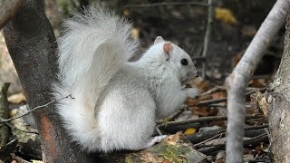 White Squirrel Marbury Park Northwich [upl. by Niriam907]