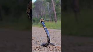 Ringnecked spitting cobra Hemachatus haemachatus [upl. by Arries]