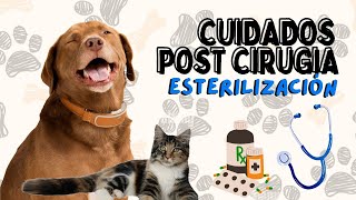 CUIDADOS después de ESTERILIZAR a mi PERRO 🐶 COMO CUIDAR a mi PERRO después de la CIRUGÍA dogs [upl. by Martelli]