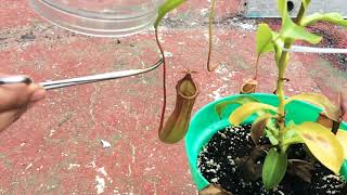 Alimentando planta carnívora con araña viva  Feeding Pitcher plant with live spider [upl. by Hodgkinson]