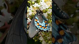 Pipevine Swallowtail Battus philenor ☠️ Batesian amp Mullerian mimicry  Observed in Description [upl. by Hashim]