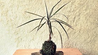 First Kokedama using a Dracaena [upl. by Lewak]