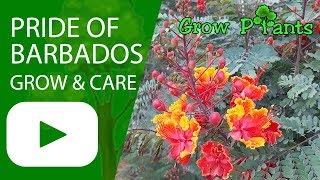 Pride of barbados  grow amp care Caesalpinia pulcherrima [upl. by Naziaf]