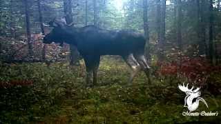 Réaction dorignal  Ferme Monette Outdoors  Moose react [upl. by Fransen]