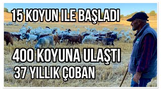 15 KOYUNLA BAŞLAYIP 400 KOYUNA ULAŞTI  37 YILLIK ÇOBAN SERDAR [upl. by Adnawahs]