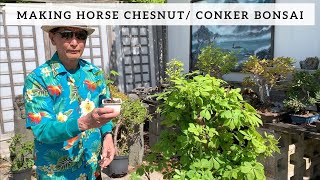 Making Horse Chesnut or Conker Trees into Bonsai [upl. by Adekram]