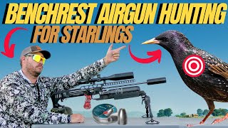 BENCHREST AIRGUN HUNTING WITH FX IMPACT I STARLING PEST CONTROL WITH AIR RIFLE [upl. by Otrebireh421]