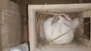 Rabbit Giving Birth  Rabbit Giving birth Live  Rabbit Giving birth to bunnies [upl. by Enirhtak589]