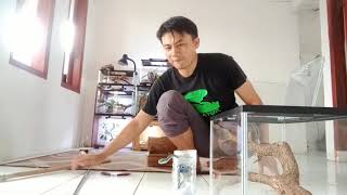 Unboxing Blue Insularis  Trimeresurus Insularis [upl. by Annovahs]