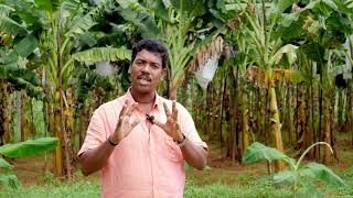 Rugose spiralling whitefly റുഗോസ് വെള്ളീച്ച നിയന്ത്രണ മാർഗങ്ങൾ [upl. by Atiuqel]