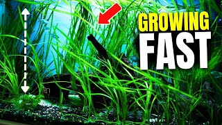 Here Are 15 Fast Growing Aquarium Plants That Combat Algae [upl. by Neva]