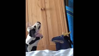 Cow Argues With Spitting Goat puppets [upl. by Llyrehc]