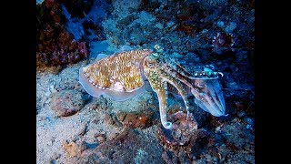 CUTTLEFISH Camouflage at Richelieu Rock [upl. by Ecirum]