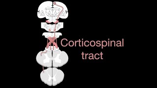 Corticospinal tract [upl. by Glassman]