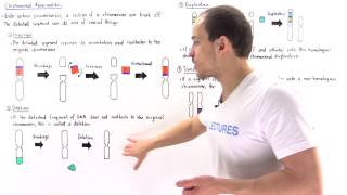 Chromosomal Deletion Inversion Duplication and Translocation [upl. by Letnahc]