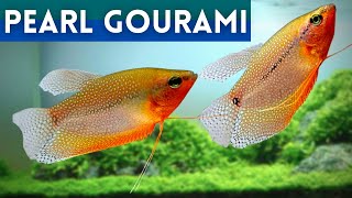 Pearl Gourami Health Keeping Your Fish in Top Condition  Trichopodus leerii [upl. by Aimee935]