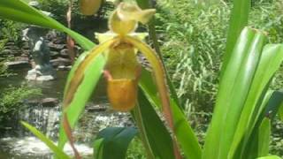 Phragmipedium Wössner Supergrande a slipper orchid with long red petals in bloom beside waterfall [upl. by Clayborne53]