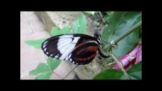 quotHeliconiusFalterButterflyquot Ein Video von Karin und Wolfgang Schmökel [upl. by Austreng]