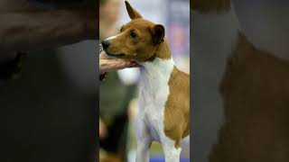 Słyszałeś o Basenji pies piesek pupil psy szczekanie dog dogs doglover dogsofyoutube [upl. by Arihsak971]