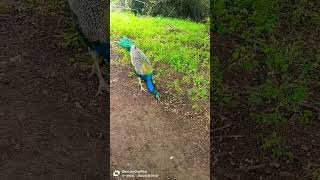 🙄🙄🙄🙄 peacock lovers 😍😍😍 peacock peacockcall birds birdcalling birdcall peacocking nature [upl. by Noiztneb]