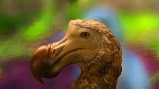 Is the dodo bird extinct [upl. by Ecerahc406]