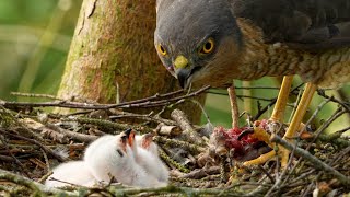 Sparrowhawk Chicks First Feeds  Discover Wildlife  Robert E Fuller [upl. by Rol]