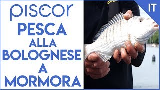 Pesca alla Bolognese a Mormora Innescando Bigattini [upl. by Zeret]