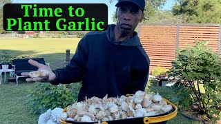 Time to plant garlic garden gardening [upl. by Nalyak]