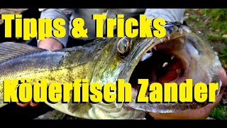 Mit Köderfisch auf Zander  Tipps und Tricks  HIGHSPEEDFISHING [upl. by Bob445]