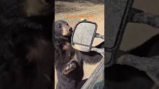 Friendly bear at work comedy automobile funny foryou bear wildlife fast animals animal up [upl. by Annawat220]