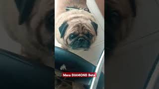 Don the Diamond sonilovemypug funny pugspugspugs cuteanimal youtubeshorts ytshortsindia [upl. by Emmerie]