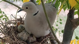 Doves tiny nest makes babies uncomfortable cramped space BirdPlusAnimals [upl. by Sisi]