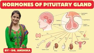 Hormone of the Pituitary Gland Explained  Anterior amp Posterior Pituitary Hormone PituitaryGland [upl. by Maurey]