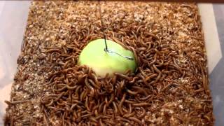 Mealworm Apple feeding [upl. by Resor]