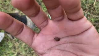 MUST WATCH Extremely BIG Lice Removing Today short vlog 🇮🇳😱 [upl. by Epilihp]