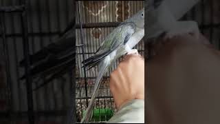 Gary Rangnak Bird  Try To Not LAUGH  short Viralvideo [upl. by Naesad]