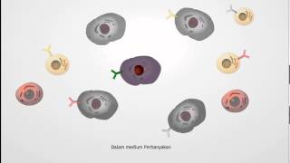 Antibodi Monoklonal [upl. by Aimit]