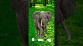 Elephant Noise Sound Effects [upl. by Aubree]