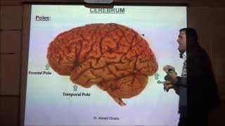 Anatomy Lecture of the Cerebrum  DrAhmed Elzainy  Part 1 [upl. by Rednasyl]