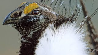 Why Peacocks Have Nothing on the Male Sage Grouse [upl. by Ode627]